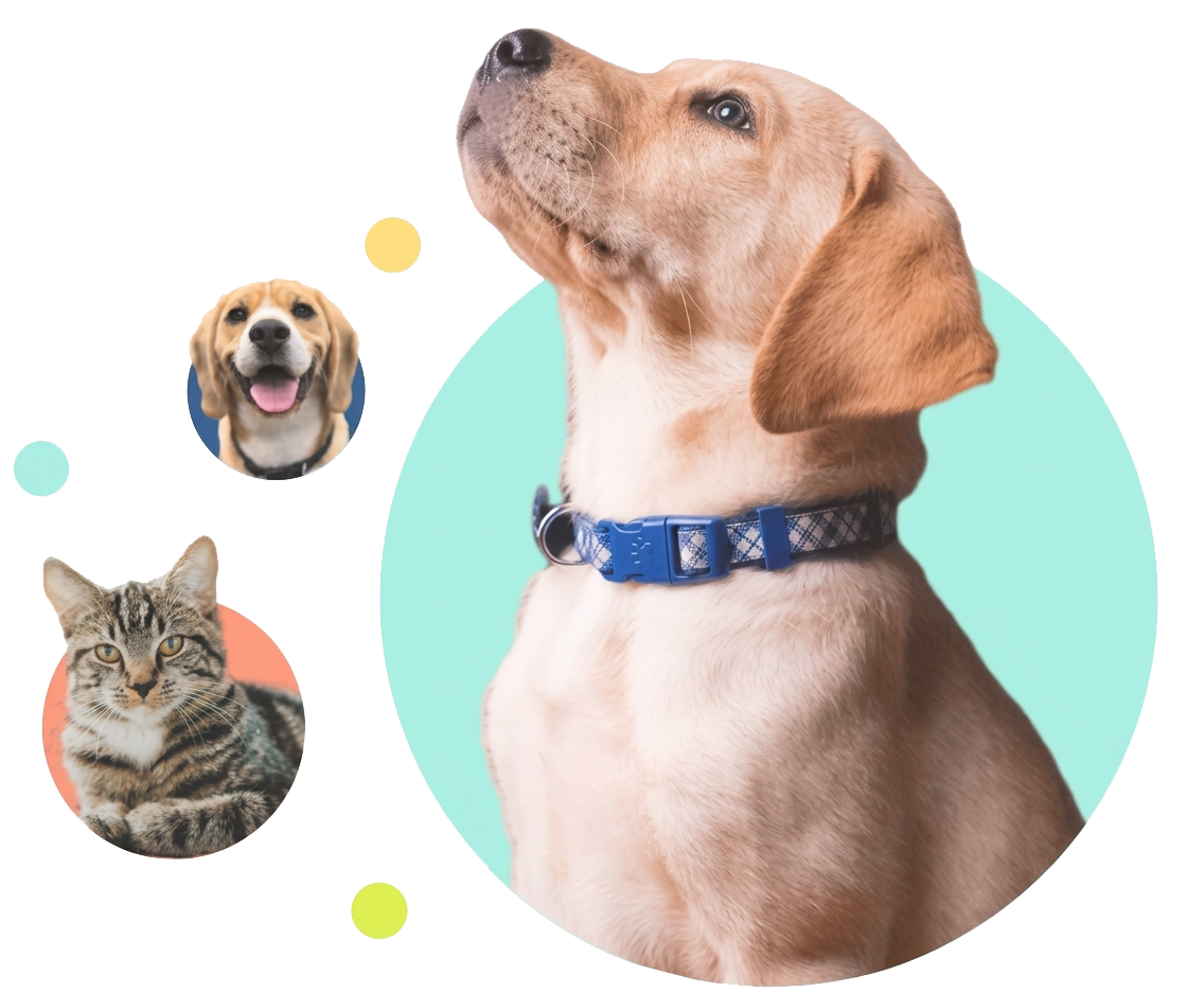 ALAGA Veterinary Care